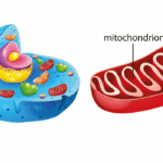 Mitochondrium
