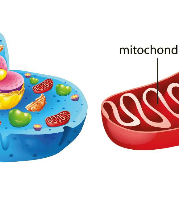 Mitochondrium