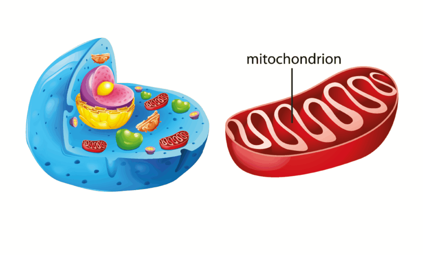 Mitochondrium