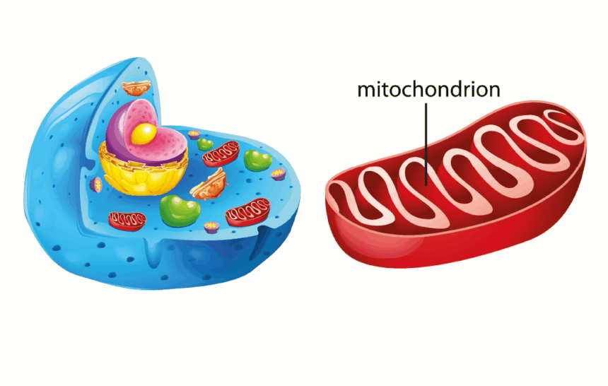 Mitochondrium