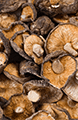 Shiitake