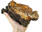 Chaga