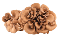 Maitake