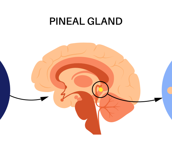 pineal gland
