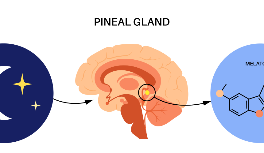 pineal gland